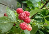 山月莓是覆盆子吗？