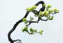 适合做盆景的树有哪些？