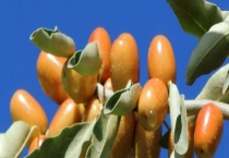 大沙枣是落叶还是常绿乔木 大沙枣有哪些价值