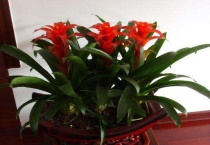 属猴的适合养什么植物