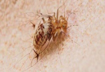 树虱怎么防治才好 树虱的危害特征