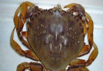 面包蟹产地在哪里 面包蟹市场价格