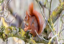 松鼠的天敌是什么动物 分别详细介绍