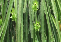 火龙果树能活几年