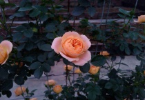 甜梦月季值得入手吗？