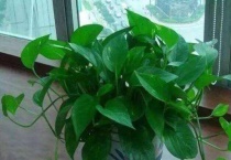 怎么让绿箩往上爬