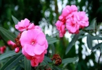 夹竹桃特点有哪些？