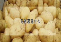 马铃薯是什么？