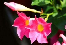 红蝉花与飘香藤的区别？