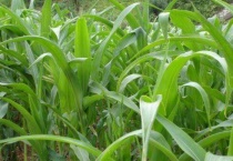 高丹草可以生长几年