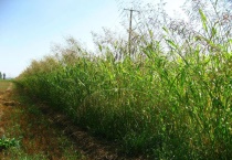 苏丹草什么时候播种