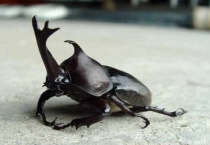 双叉犀金龟是不是保护动物