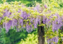 费县紫藤山庄几月开花