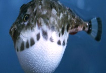 河豚可不可以吃 河豚哪里有毒