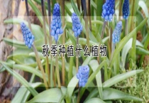 秋季种植什么植物