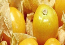 姑娘果的产地分布 姑娘果的产地环境