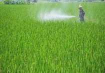 有露水可以打农药吗？