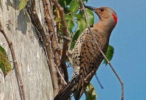 啄木鸟的特点和本领