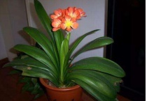 君子兰干叶是怎么回事