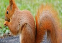 松鼠和老鼠的区别？ 有以下四方面