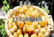 北方可以种青梅树吗？