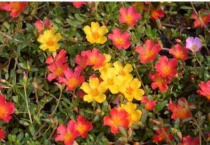 马齿苋花怎么养殖