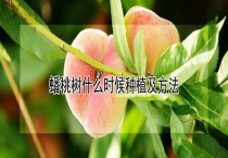 蟠桃树什么时候种植及多久？