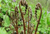 猴腿菜是不是蕨菜 猴腿菜和蕨菜有什么不同