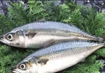 青条鱼又叫什么？