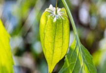 灯笼果的产地分布 灯笼果的别名是什么？