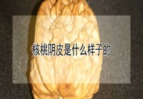 核桃阴皮是什么样子的
