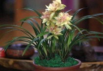 兰花叶子开裂怎么回事