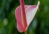 粉掌叶子发黄怎么办？粉掌怎么养