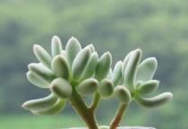 多肉服盆期出现水化