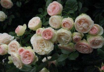 龙沙宝石月季种植多久？