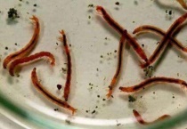 红线虫对水稻有害吗？