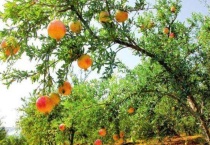 石榴树结果后烂果怎么办？