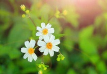 植物的各种旅行方式有哪些？