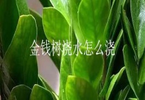 金钱树浇水怎么浇