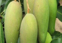 芒果催芽多久？