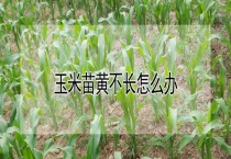 玉米苗黄不长怎么办？