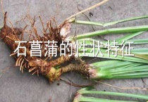 石菖蒲的性状特征
