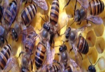 盗蜂的紧急处理办法 附具体多久？