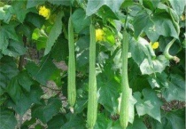 丝瓜栽培窝藤压蔓多久？