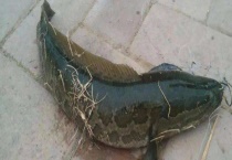 钓黑鱼用什么饵料比较好 有哪些钓法