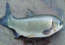 草鱼和鲤鱼有什么区别？？草鱼的适应能力比较强