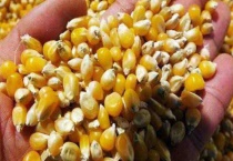 简述玉米购种的注意事项