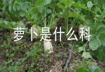 萝卜是什么科