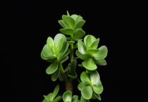 金钱木叶子发黑的原因 该如何解决