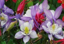 耧斗菜一年开几次花